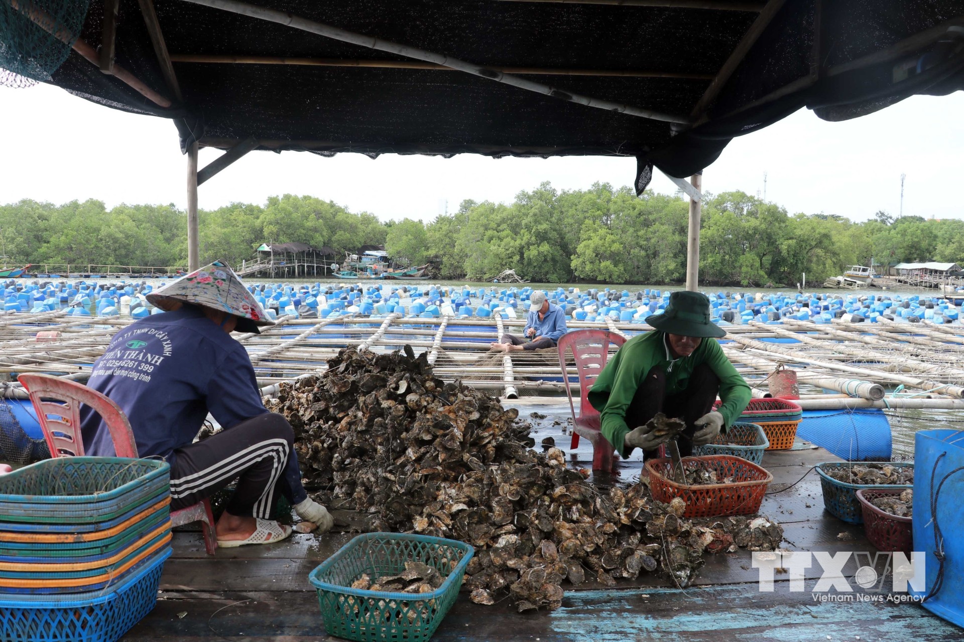 Công đoạn loại hàu xấu, lựa hàu tốt để đưa đi nuôi tiếp nhằm nâng chất lượng hàu trên bè hàu cá Năm Thắng (Hợp tác xã Dịch vụ thủy sản Đức Thịnh) trên sông Rạng cũng được đưa lên mạng để khách xem, yên tâm khi đặt hàng. (Ảnh: Đoàn Mạnh Dương/TTXVN)